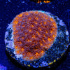 John Deere Leptastrea - riptide aquaculture llc