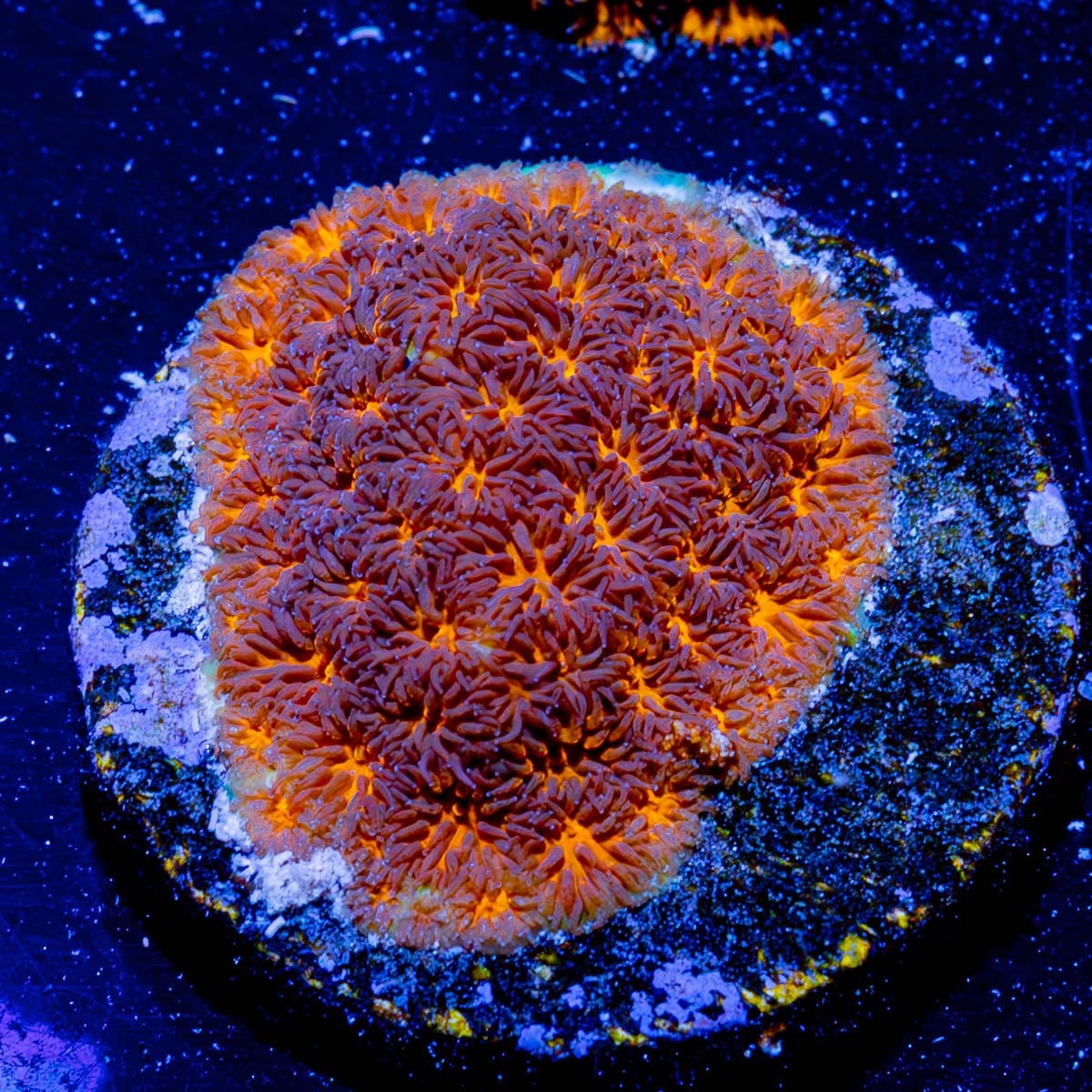 John Deere Leptastrea - riptide aquaculture llc