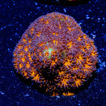 John Deere Leptastrea - riptide aquaculture llc