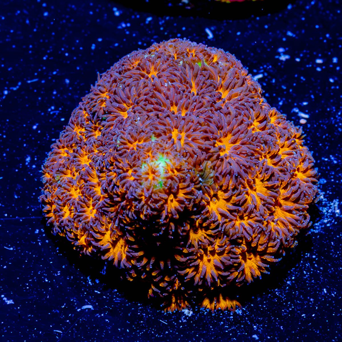 John Deere Leptastrea - riptide aquaculture llc