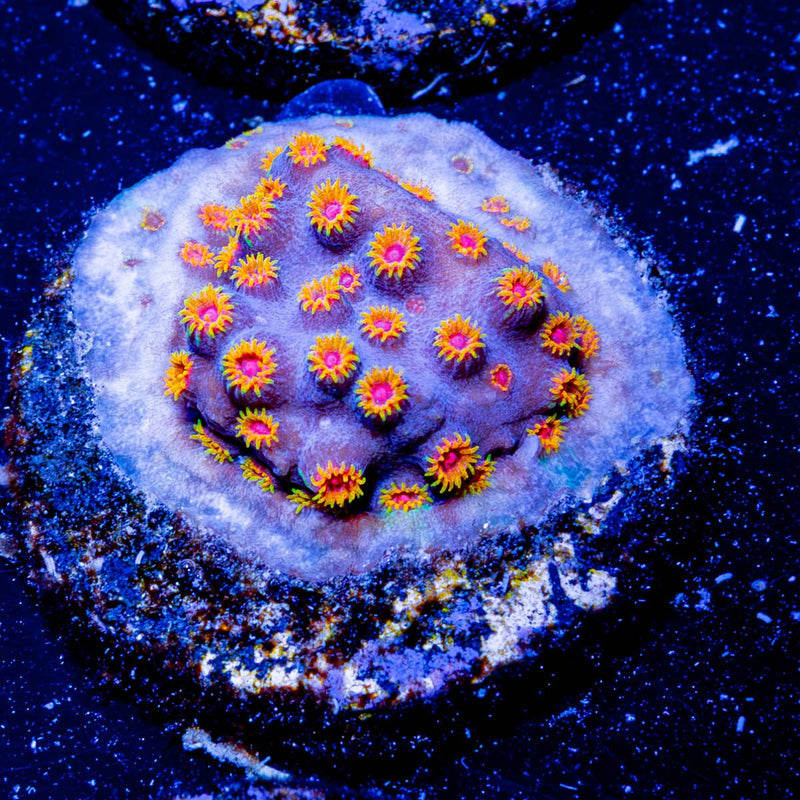 Bizarro Cyphastrea