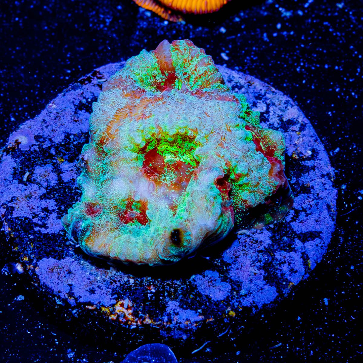 Starscream Favia - riptide aquaculture llc