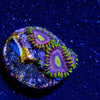 Kamikaze Zoanthid - riptide aquaculture llc