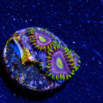 Kamikaze Zoanthid - riptide aquaculture llc