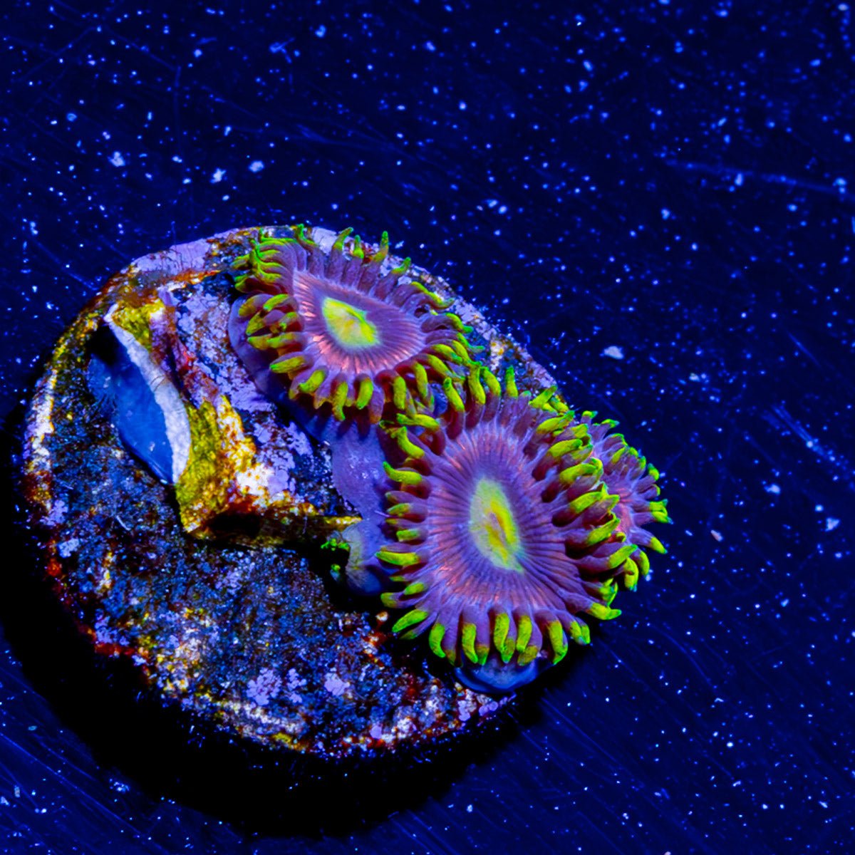 Kamikaze Zoanthid - riptide aquaculture llc