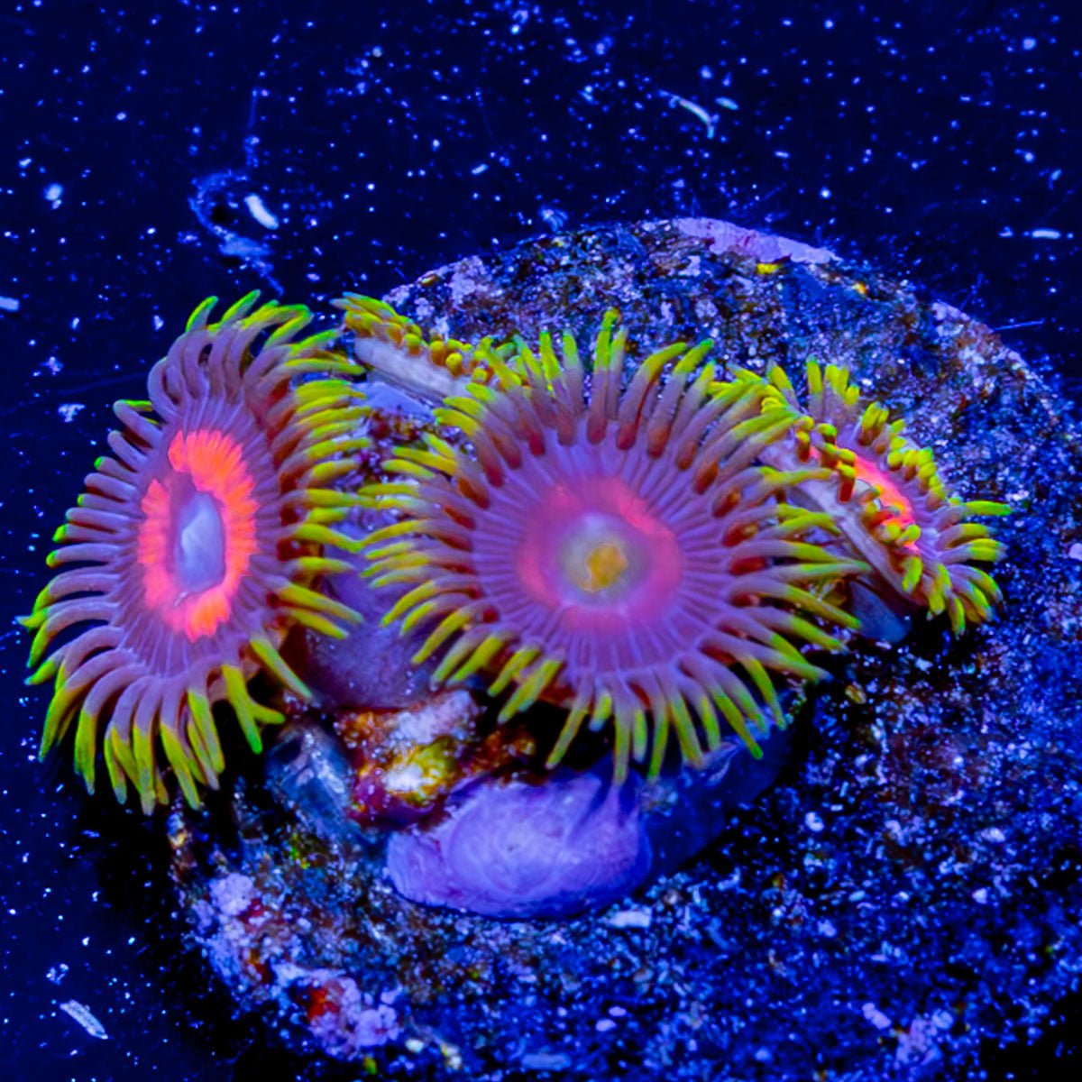 Eagle Eye Zoanthid - riptide aquaculture llc