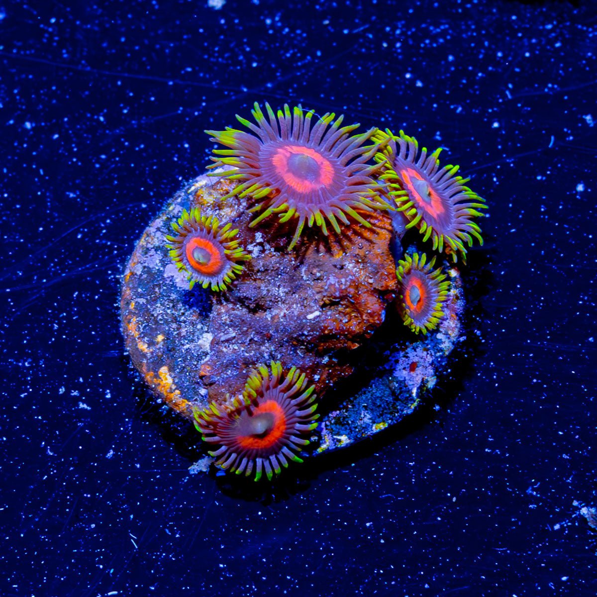 Eagle Eye Zoanthid - riptide aquaculture llc