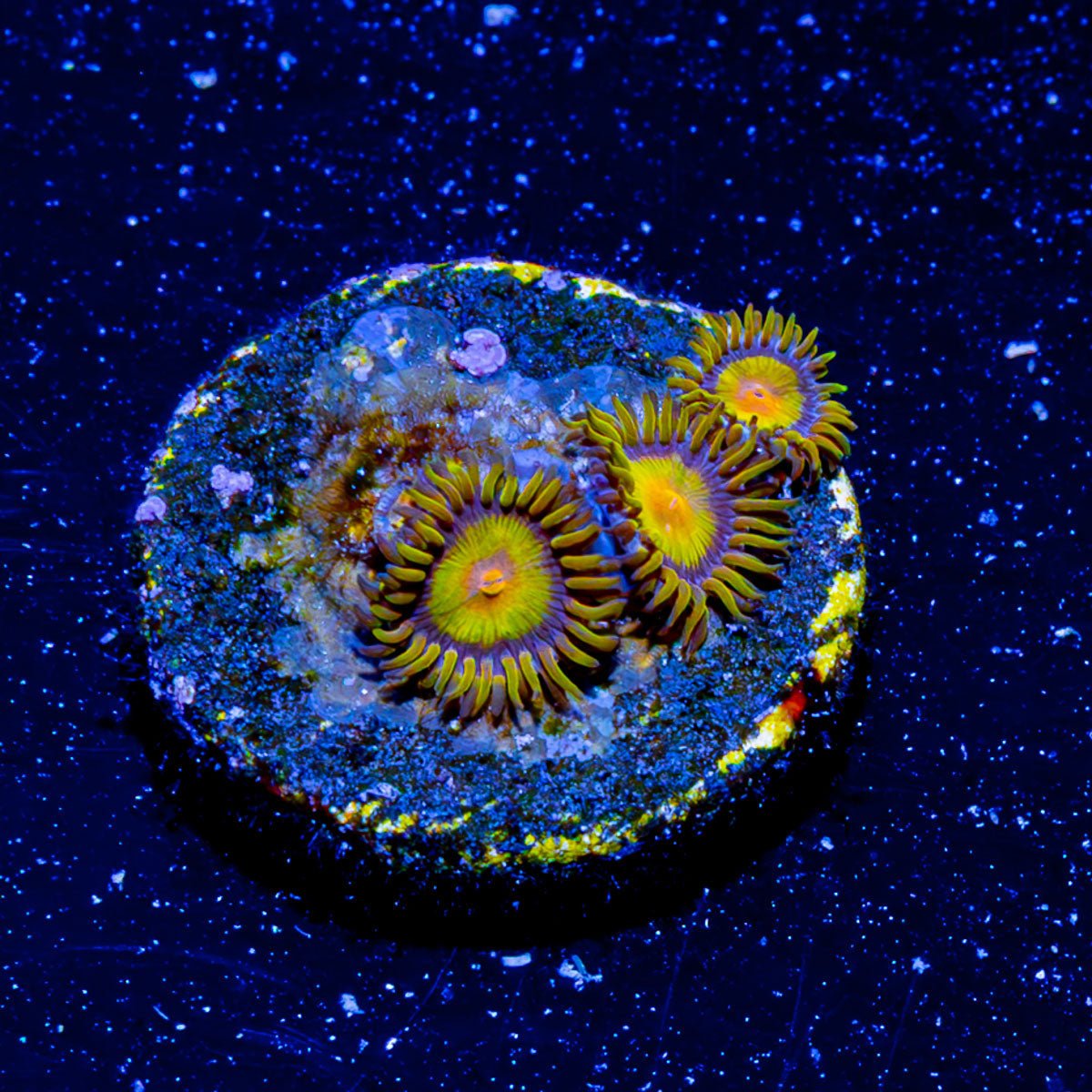 Tutti Frutti Zoanthid - riptide aquaculture llc
