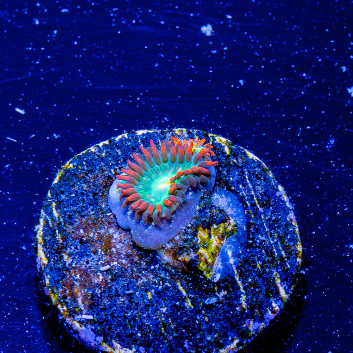 Blueberry Yum Yum Zoanthid - riptide aquaculture llc