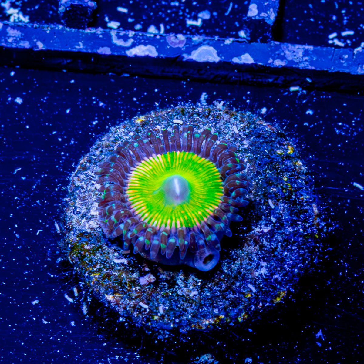 Peach Tea Zoanthid - riptide aquaculture llc