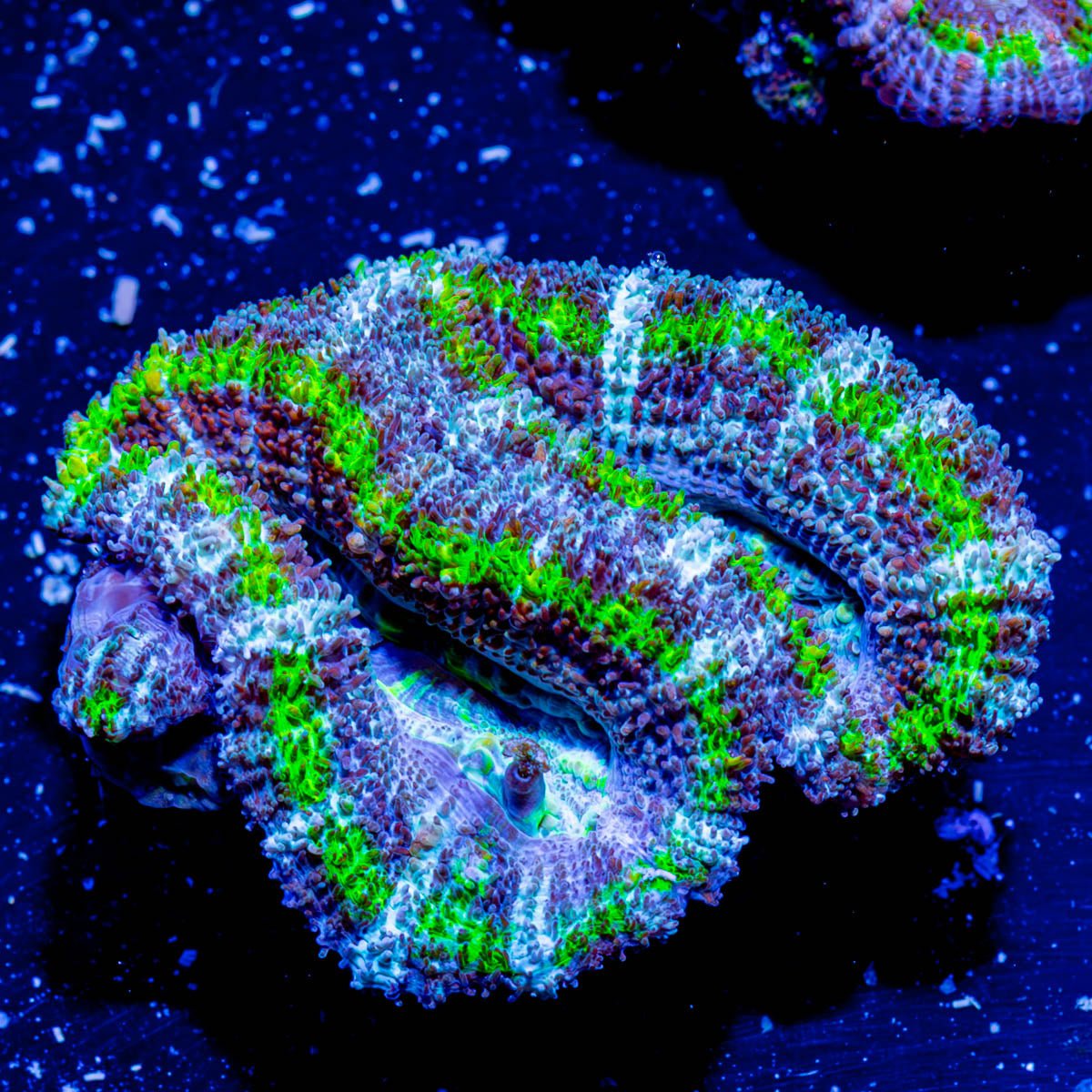 Acan Micromussa - riptide aquaculture llc