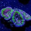 Acan Micromussa - riptide aquaculture llc