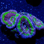 Acan Micromussa - riptide aquaculture llc