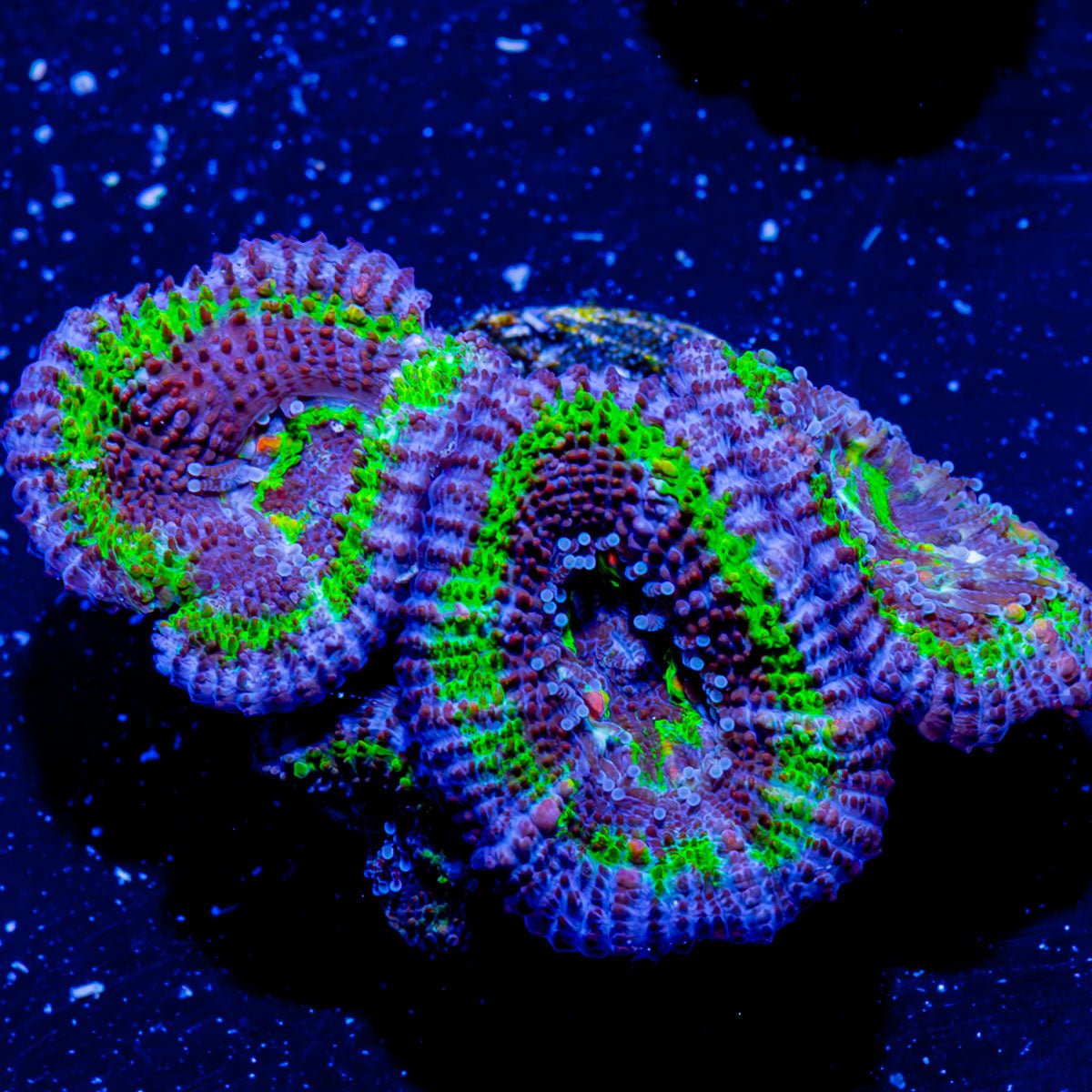 Acan Micromussa - riptide aquaculture llc