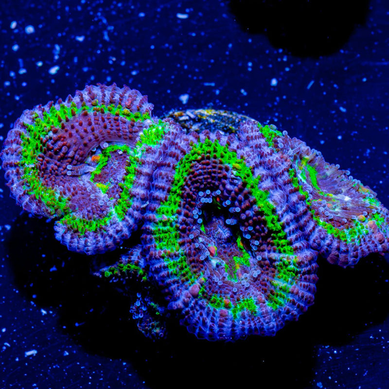 Acan Micromussa
