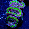 Acan / Micromussa - riptide aquaculture llc