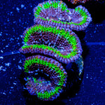 Acan / Micromussa - riptide aquaculture llc