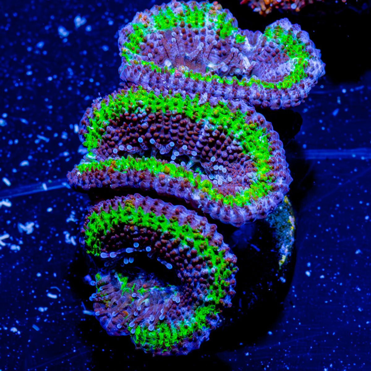 Acan / Micromussa - riptide aquaculture llc
