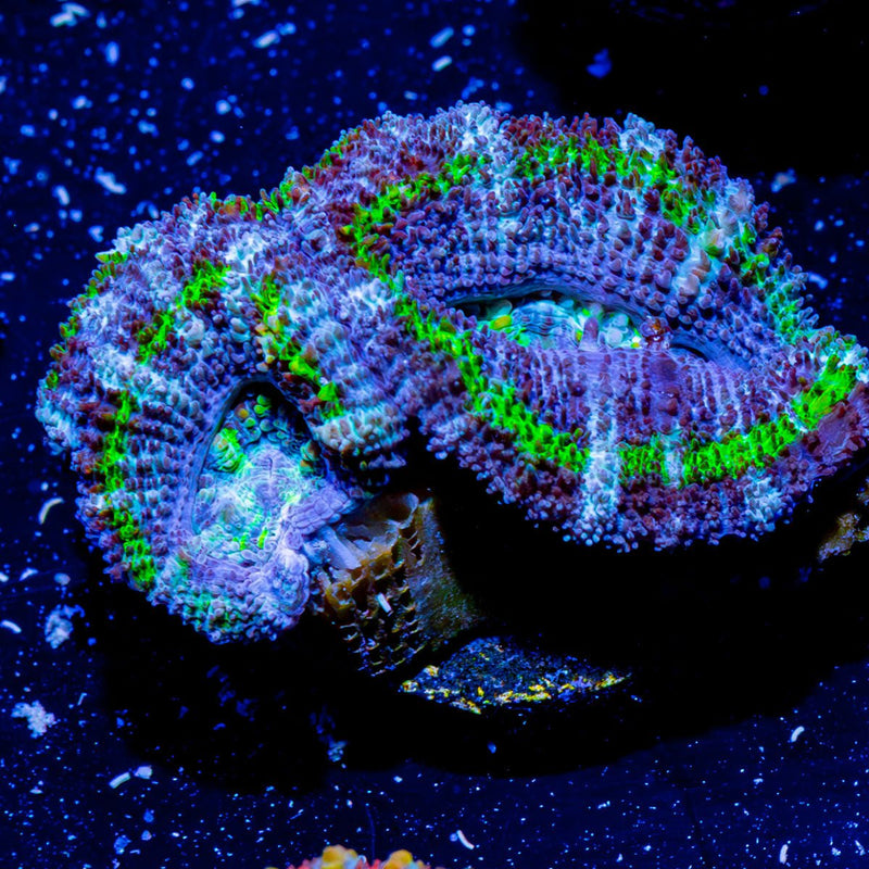 Acan Micromussa