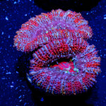 Acan Micromussa - riptide aquaculture llc