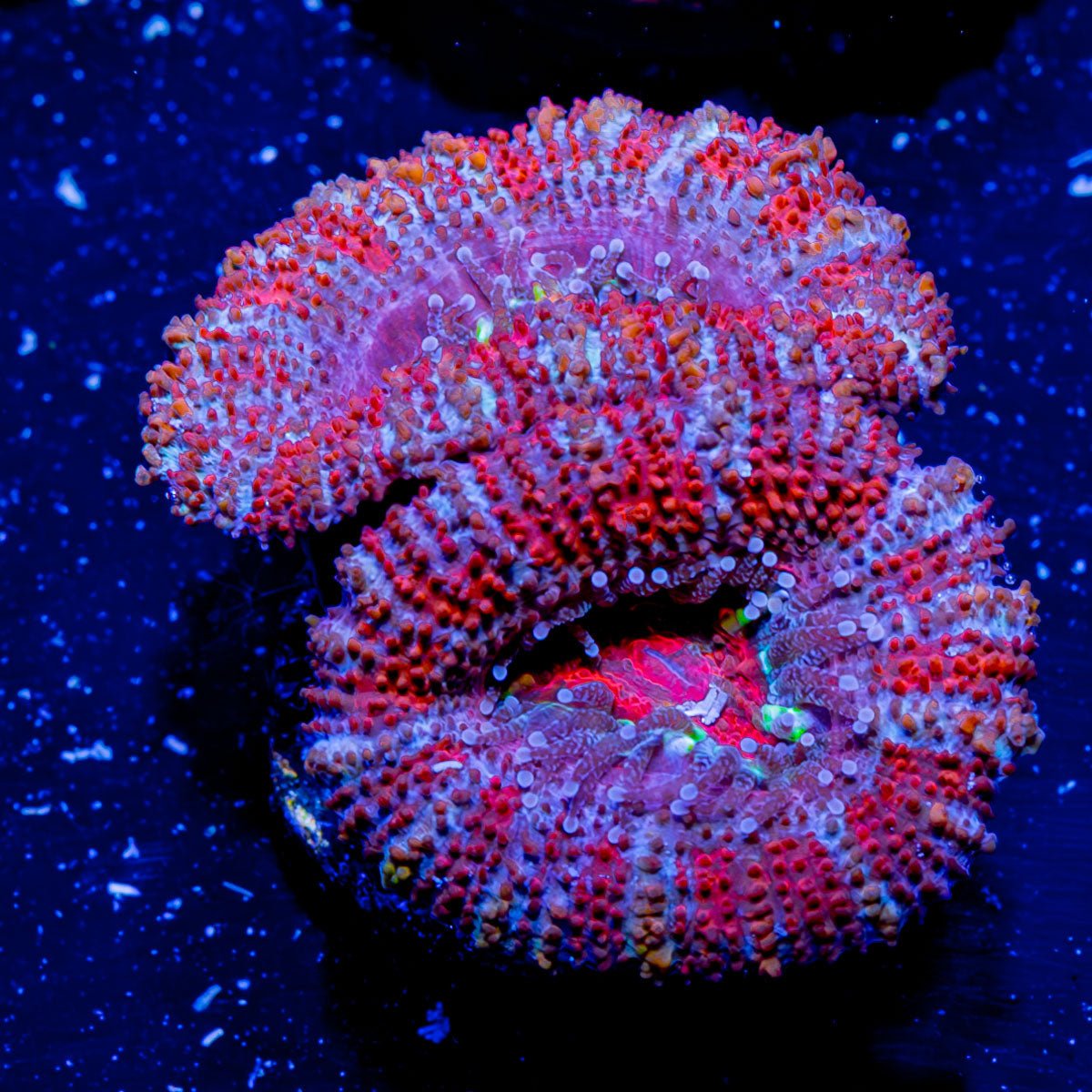 Acan Micromussa - riptide aquaculture llc