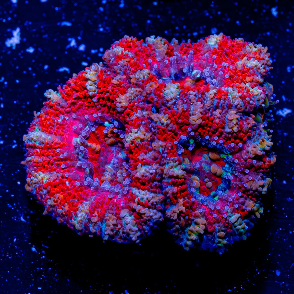 Acan Micromussa - riptide aquaculture llc