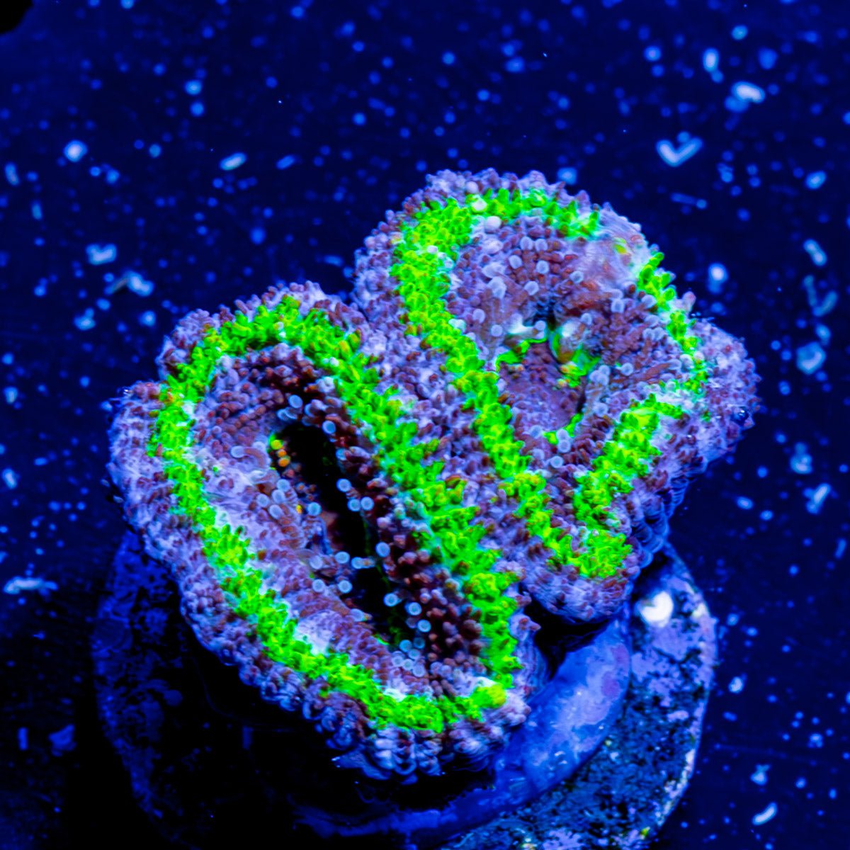 Acan Micromussa - riptide aquaculture llc