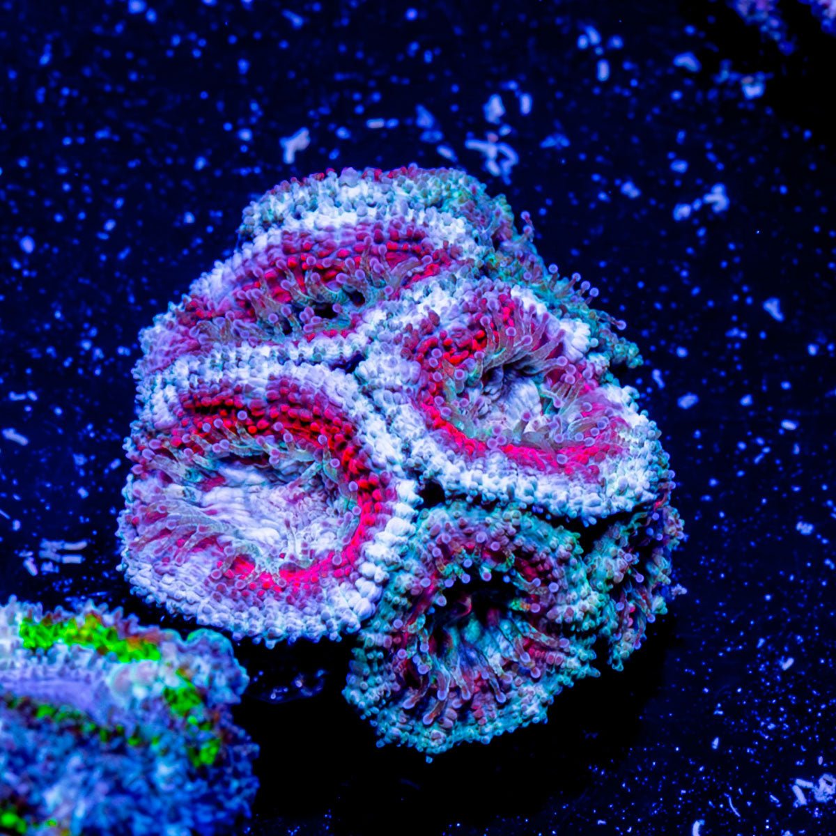 Acan Micromussa - riptide aquaculture llc