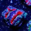Acan Micromussa - riptide aquaculture llc