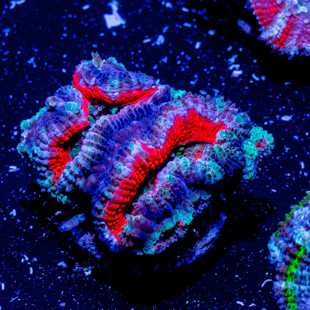 Acan Micromussa - riptide aquaculture llc