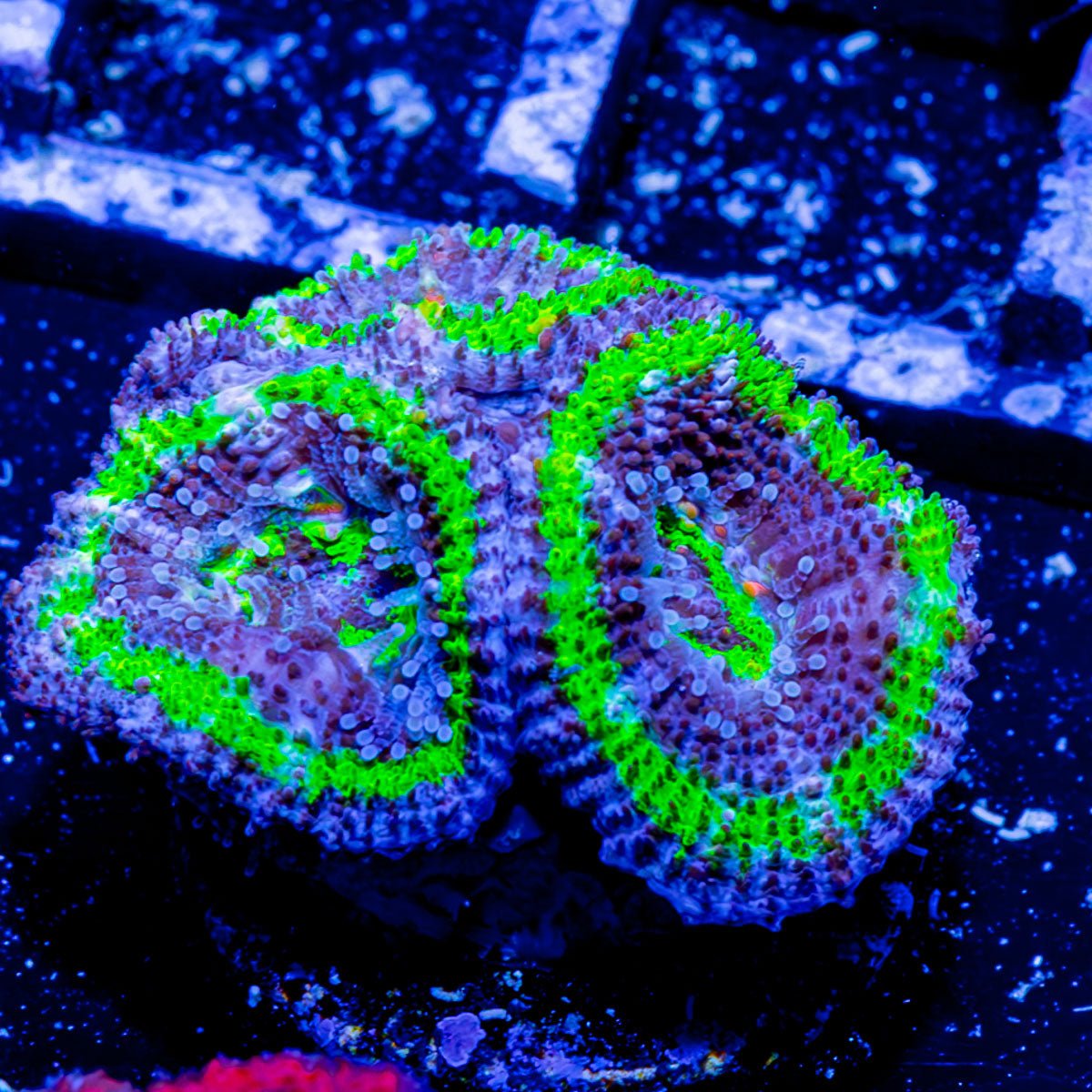 Acan Micromussa - riptide aquaculture llc