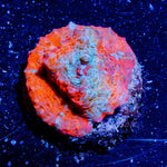 Laval Flow Chalice - riptide aquaculture llc