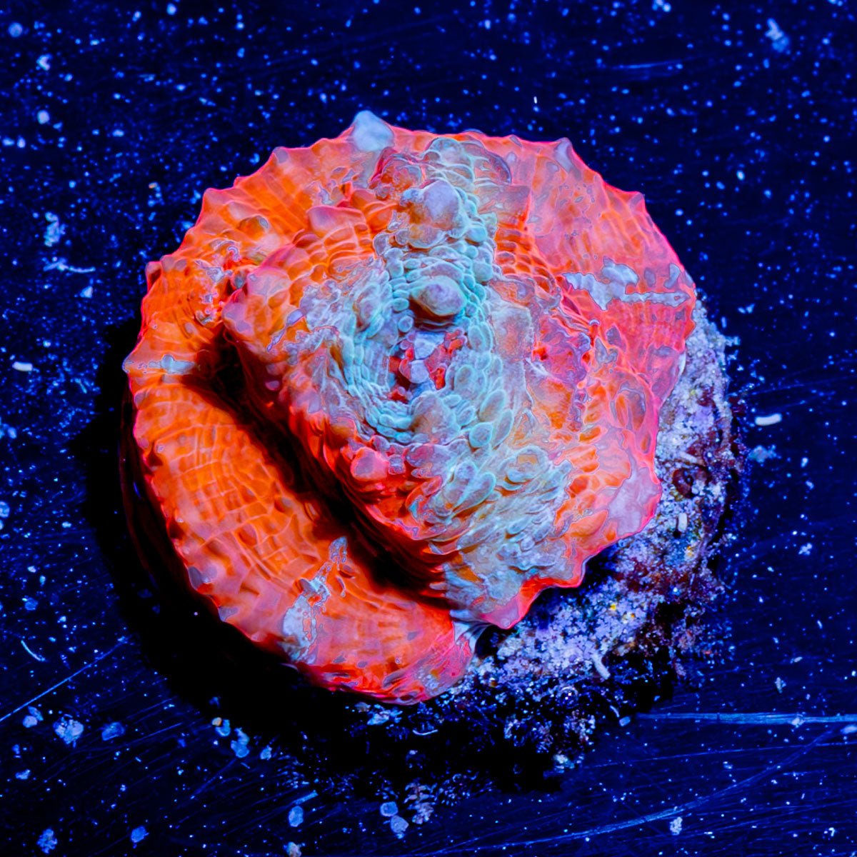 Laval Flow Chalice - riptide aquaculture llc