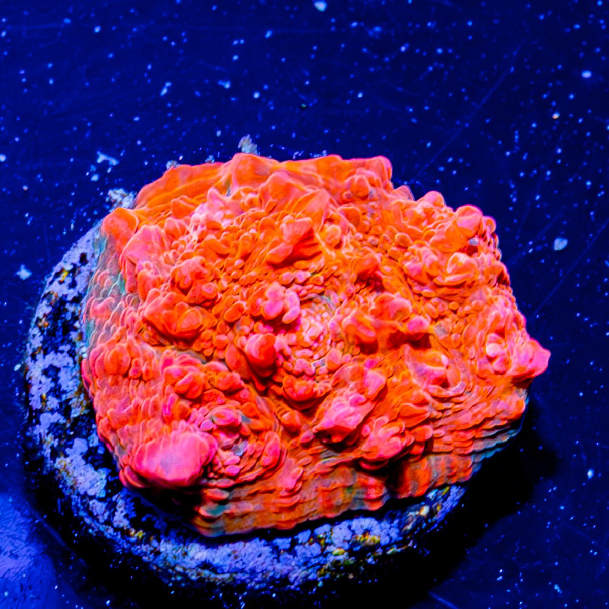 Jolly Rancher Chalice - riptide aquaculture llc