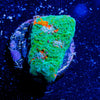 FL Gators Chalice - riptide aquaculture llc