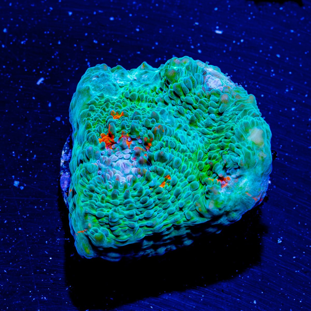 FL Gators Chalice - riptide aquaculture llc