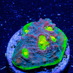 Watermelon Grape Chalice - riptide aquaculture llc