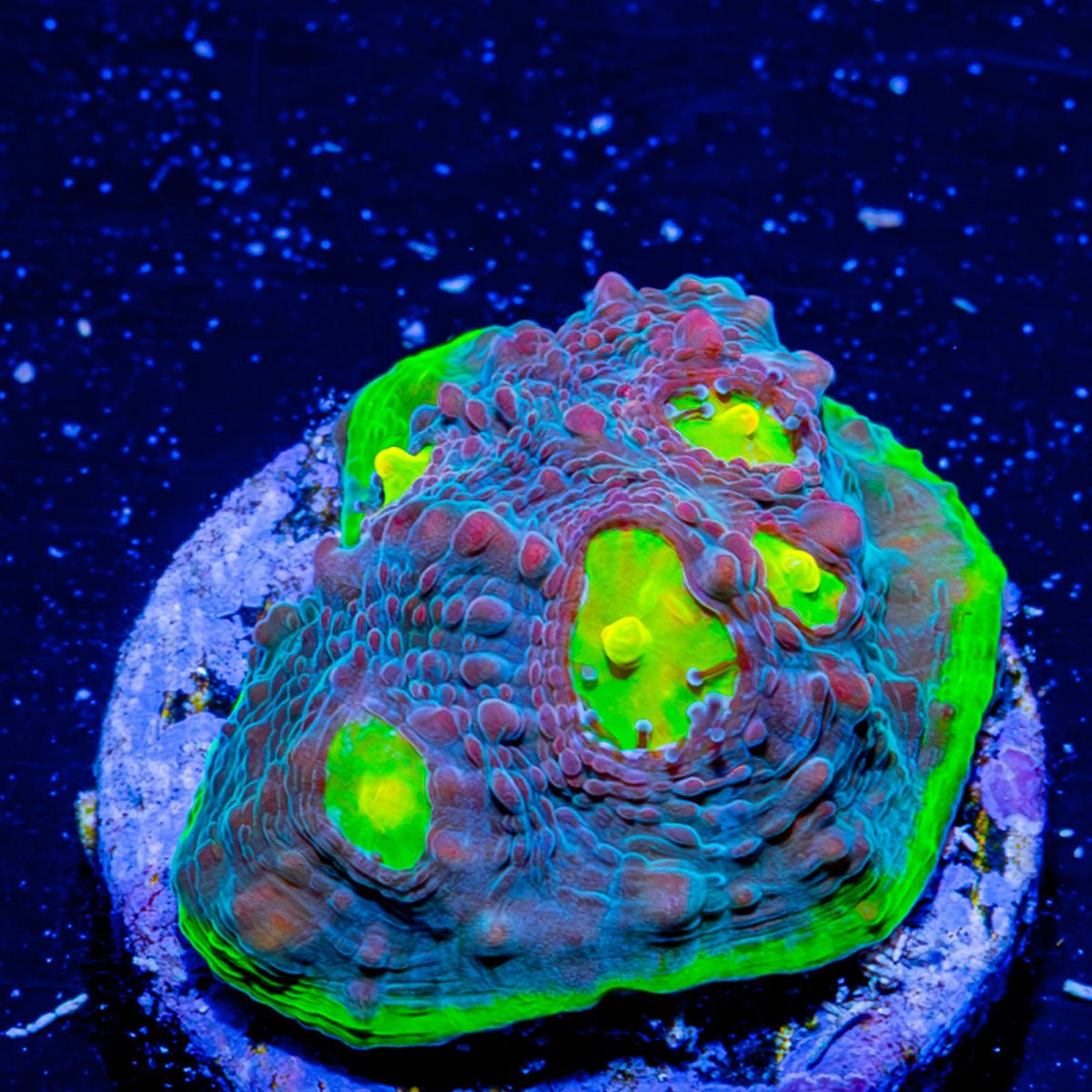 Watermelon Grape Chalice - riptide aquaculture llc