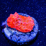 Jolly Rancher Chalice - riptide aquaculture llc