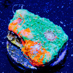 FL Gators Chalice - riptide aquaculture llc
