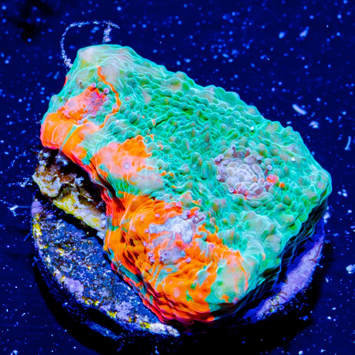 FL Gators Chalice - riptide aquaculture llc