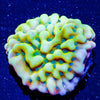 Beach Bum Montipora - riptide aquaculture llc