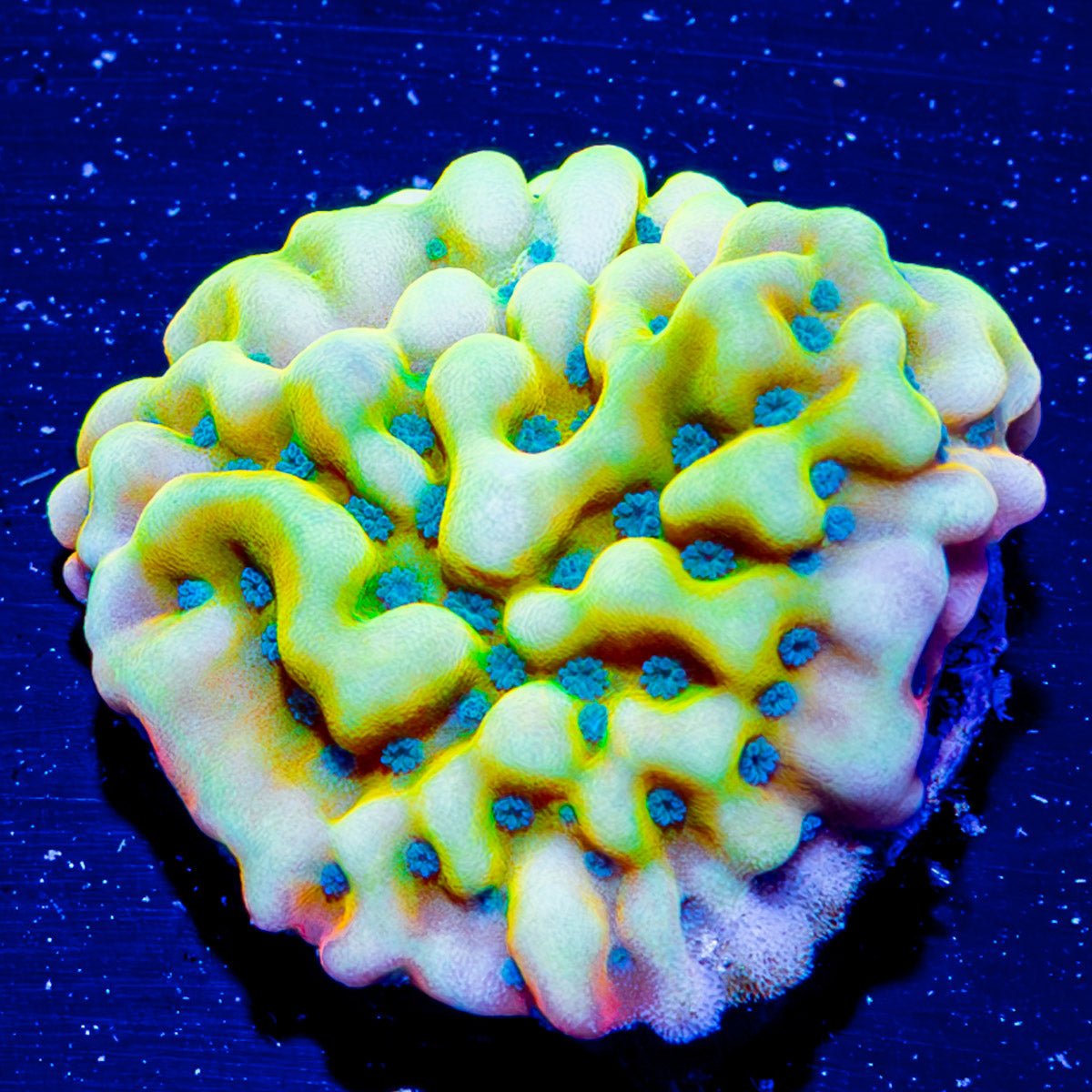 Beach Bum Montipora - riptide aquaculture llc