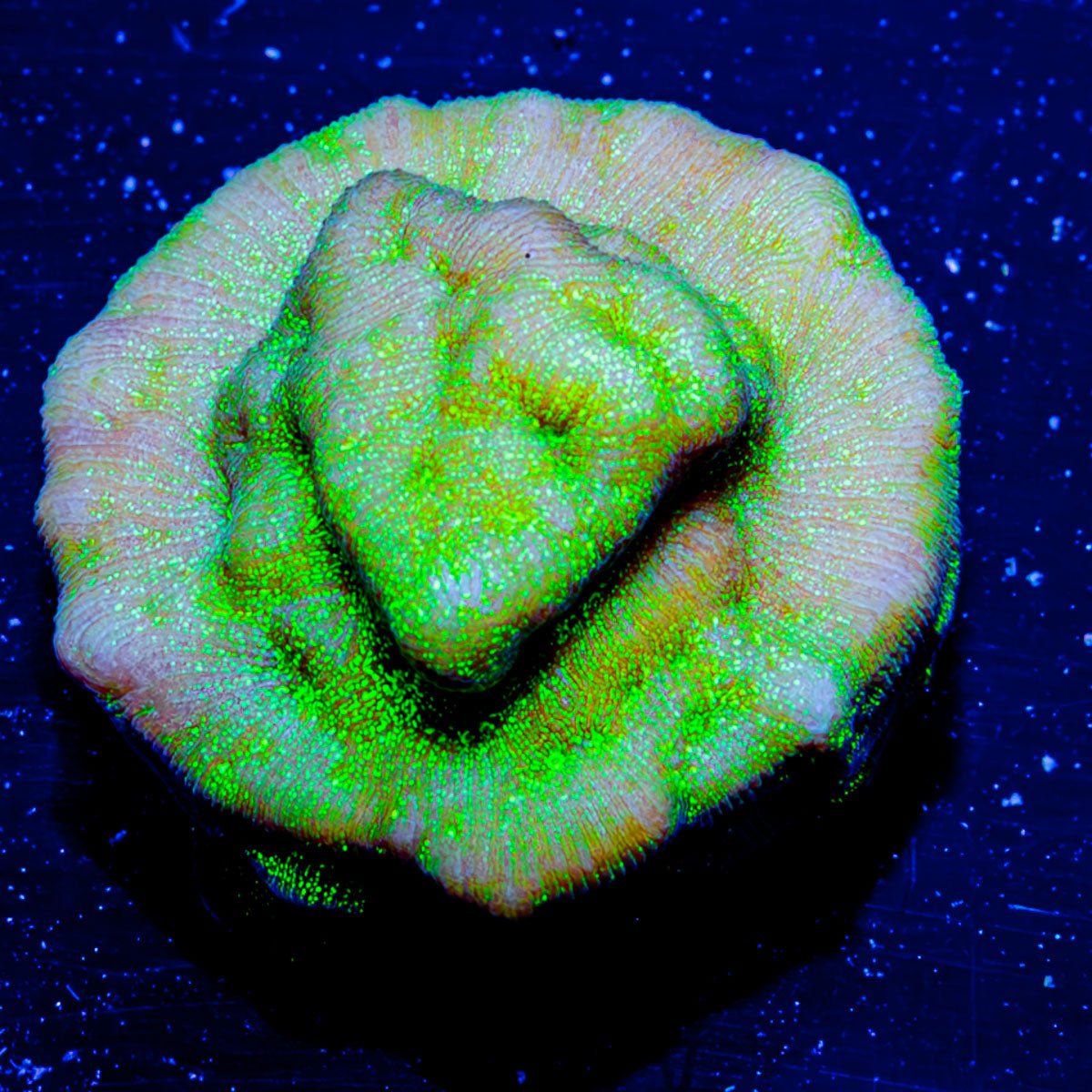 Green Lantern Lepto - riptide aquaculture llc