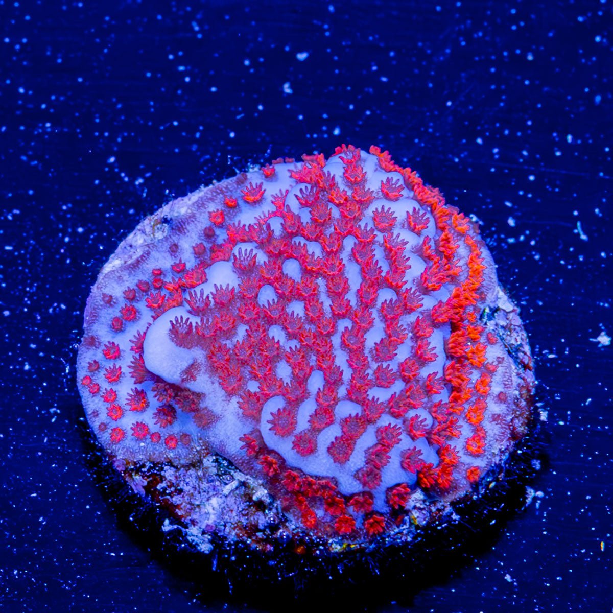 Superman Montipora - riptide aquaculture llc