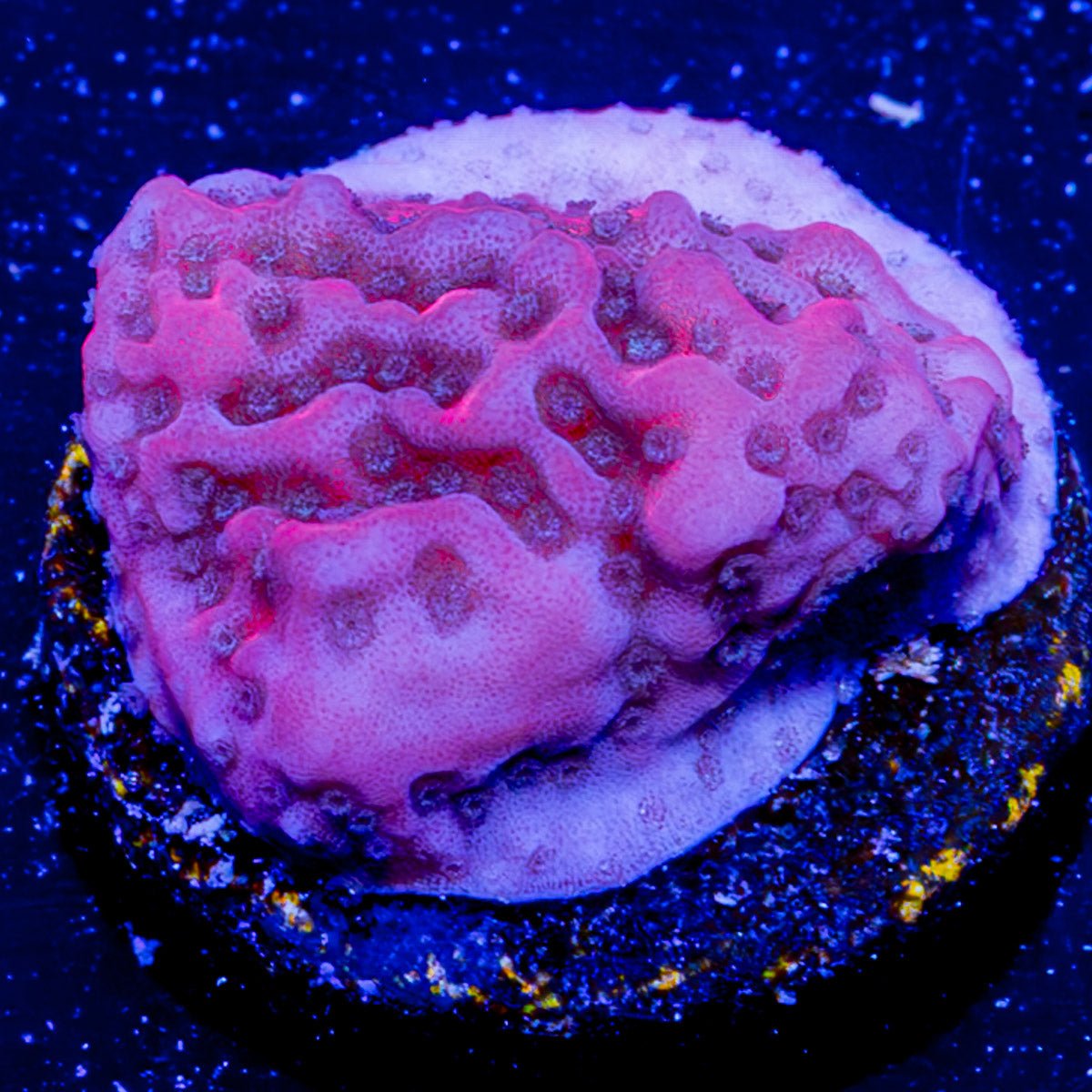 Cherry Tree Montipora - riptide aquaculture llc
