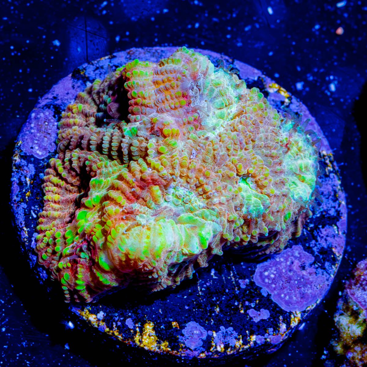 Starscream Favia - riptide aquaculture llc
