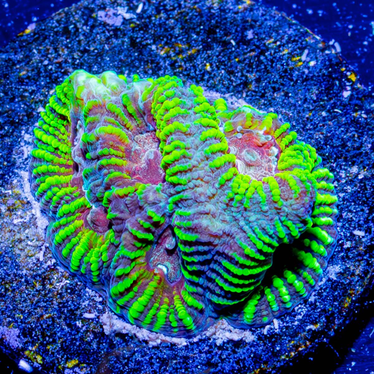 Hypnotic Favia - riptide aquaculture llc