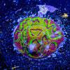 Scorpion King Favia - riptide aquaculture llc