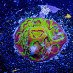 Scorpion King Favia - riptide aquaculture llc